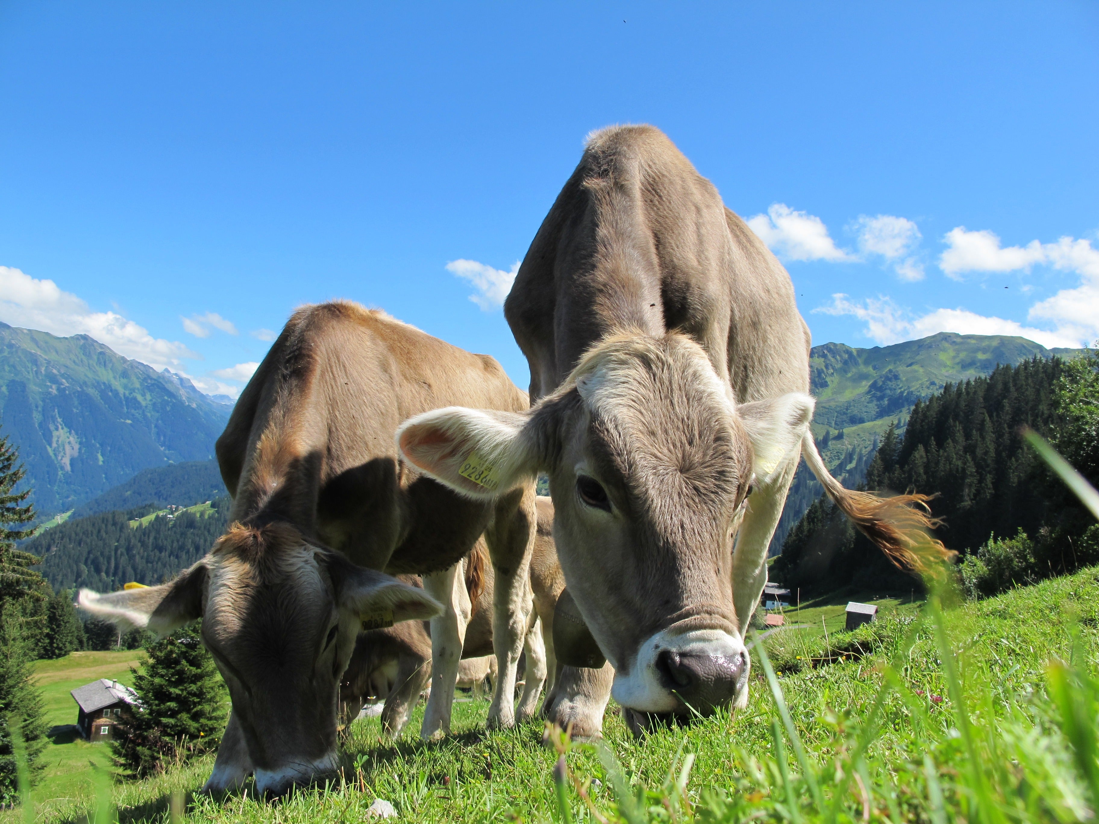 Restricciones sanitarias y exportaciones de carne bovina en el Mercosur